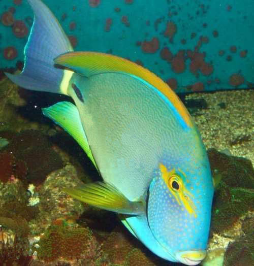 Acanthurus grammoptilus